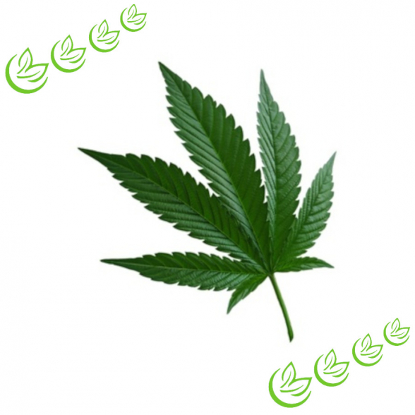 Hanföl kaltgepresst BIO 5 l